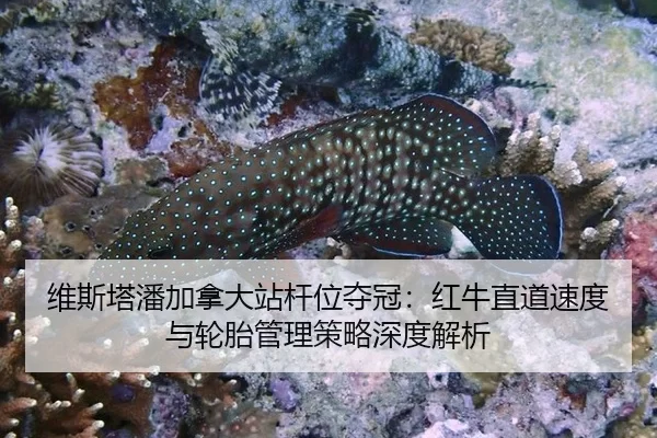 维斯塔潘加拿大站杆位夺冠：红牛直道速度与轮胎管理策略深度解析